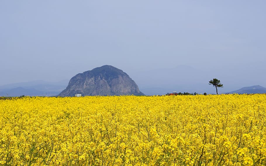 yellow, rapeseed flower field, mountain, wh 2, ㅇㅇㄴ, e 66 o, landscape, beauty in nature, plant, environment