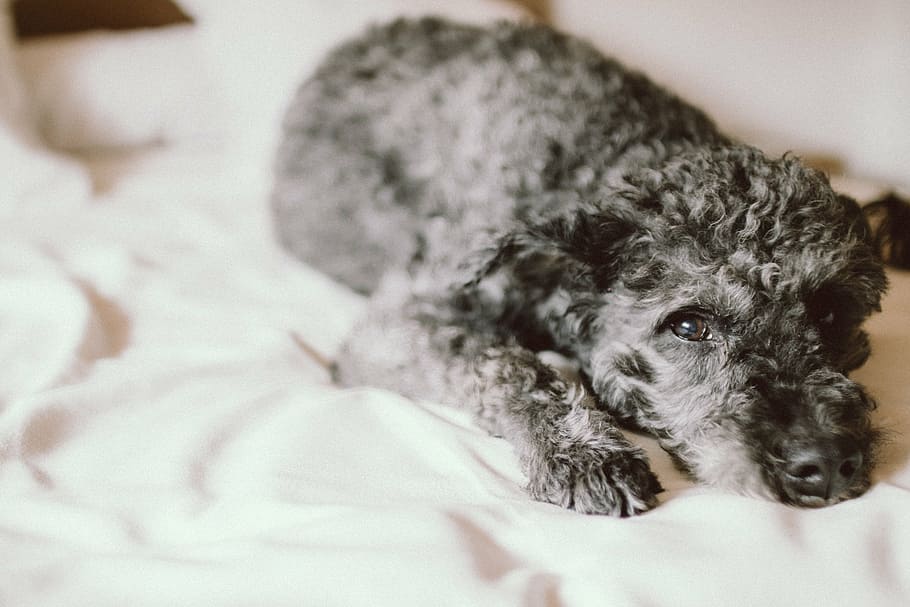 short-coated, gray, dog, lying, white, surface, bed, sheet, blanket, room