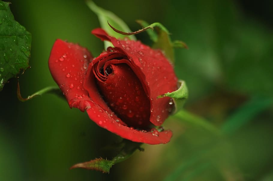 bud, red, rose, love, rosa, dissolved, garden, bloom, beautiful, plant