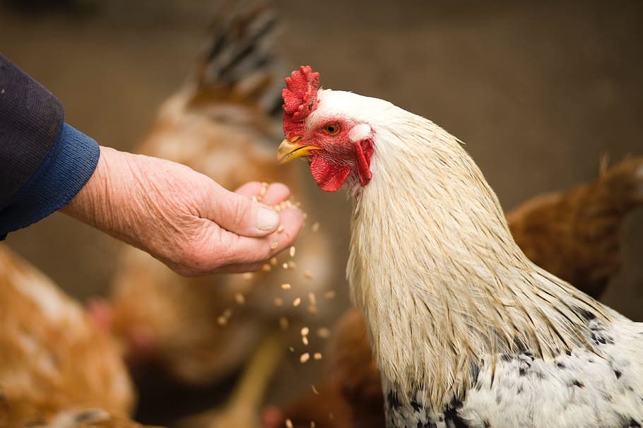 old man, feeding, chicken, farm, animal, bird, rooster, hand, man, male
