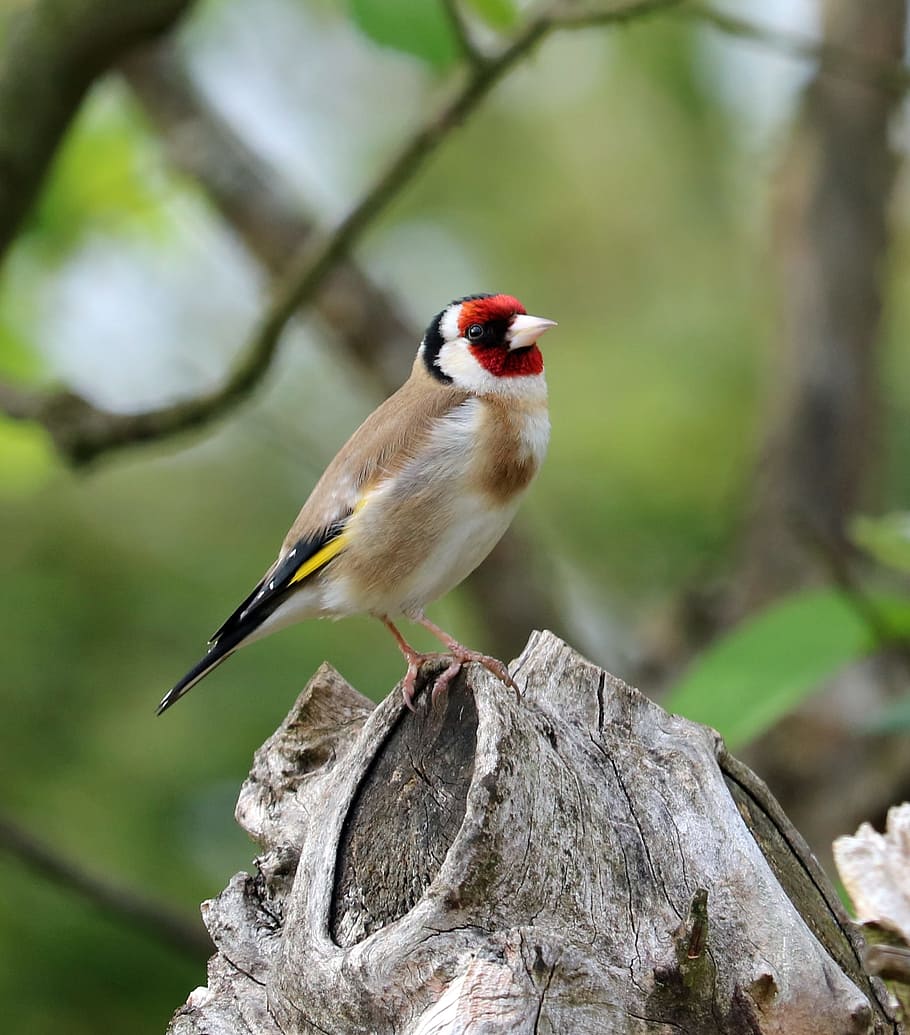 beige, white, red, short-beak bird, brown, wood, goldfinch, song bird, bird, garden bird