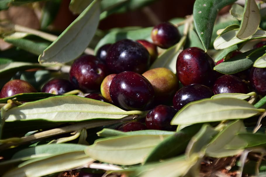 Black, Black, Black Olives, olives, black, mediterranean, drupe, food, delicious, eat, fruits