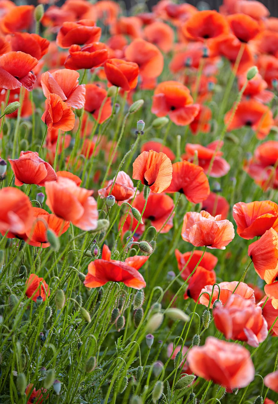 poppy, poppies, field of poppies, nature, plant, flowers, poppy flower, landscape, flowering plant, flower