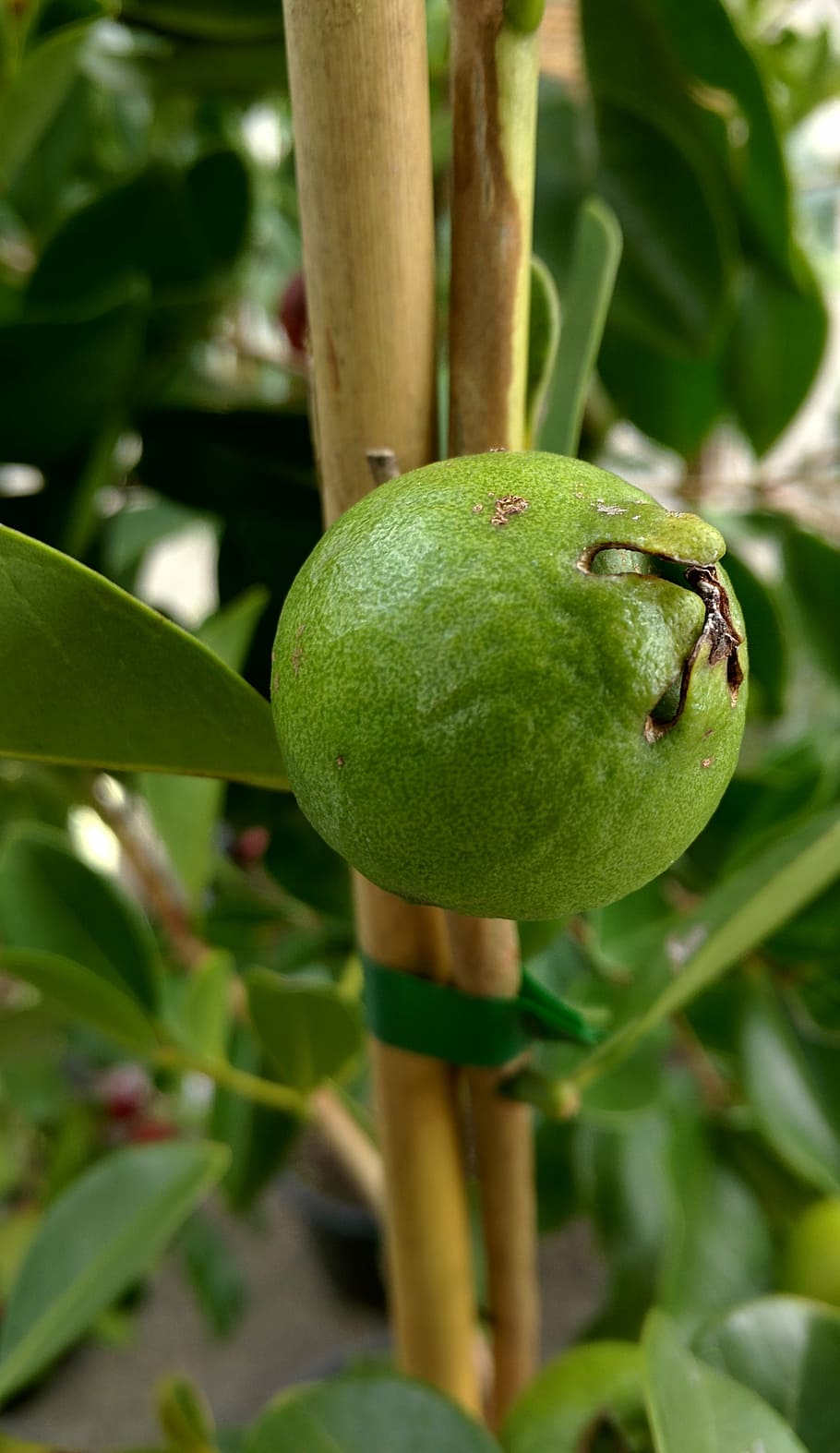 guava, tropical, plant, tree, nature, fruit, green color, food, growth, food and drink