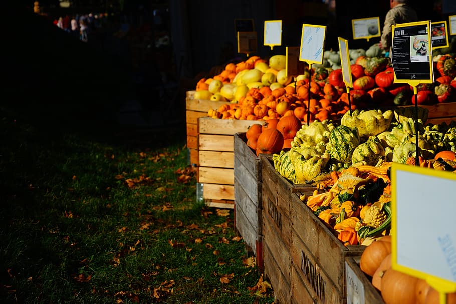 calabazas, mercado, venta, otoño, exhibición de calabaza, verduras, alimentos, halloween, cosecha, agricultura