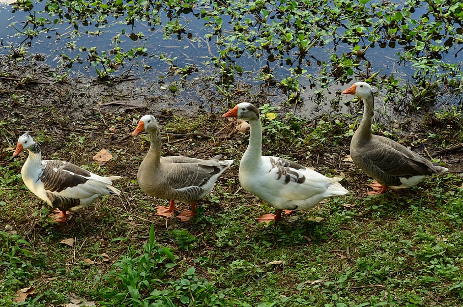 four, white, gray, ducks inline, daytime, geese, nature, row, feathers, fauna