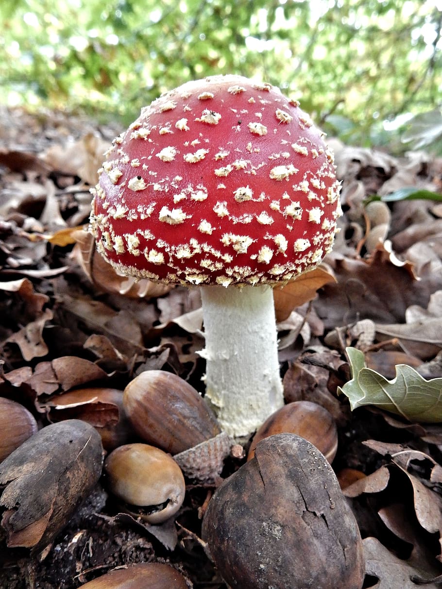 fly agaric, fungi, fly, agaric, nature, mushroom, poisonous, forest, fungus, toadstool