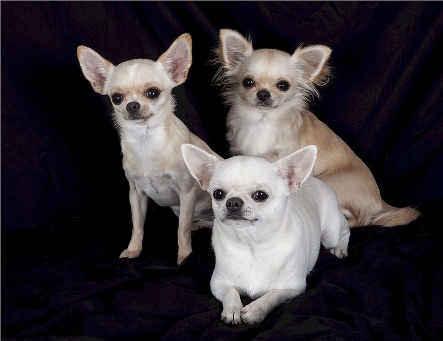 three assorted-colored chihuahuas, chihuahuas, dogs, pets, three, canines, puppies, studio, sitting, carnivore