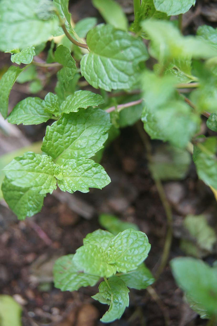 mint, garden, green, peppermint, plant, herbs, growth, plant part, leaf, green color