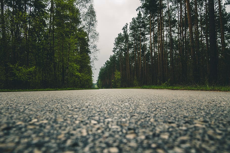 low, angle view, road, pine trees, green, trees, plant, nature, forest, street