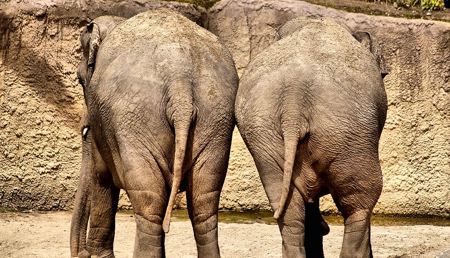 Two Brown Elephants Elephant Together Torque Buttocks Valentine 