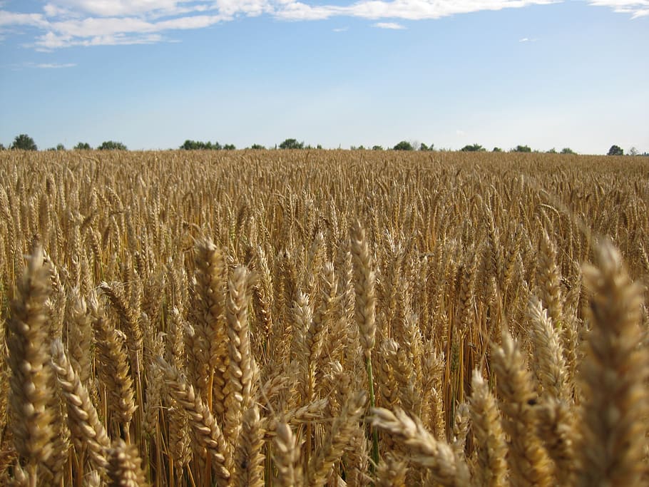 wheat, harvest, cereals, agriculture, gold, grain, sky, grain fields, field, rural scene