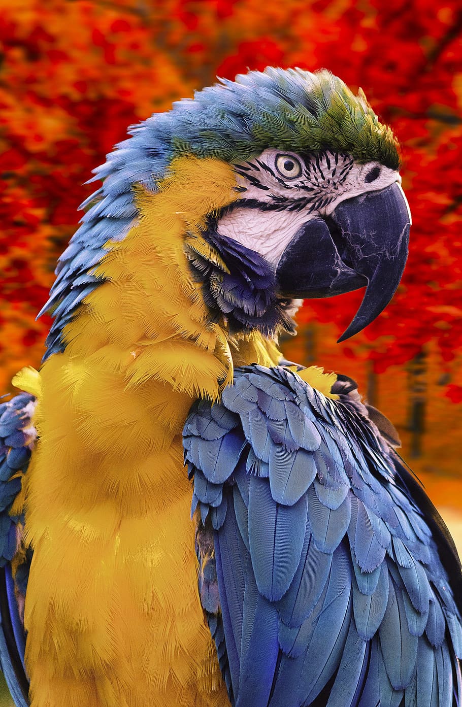 parrot, ara, forest, bird, nature, animal, fly, beak, macaw, animal themes