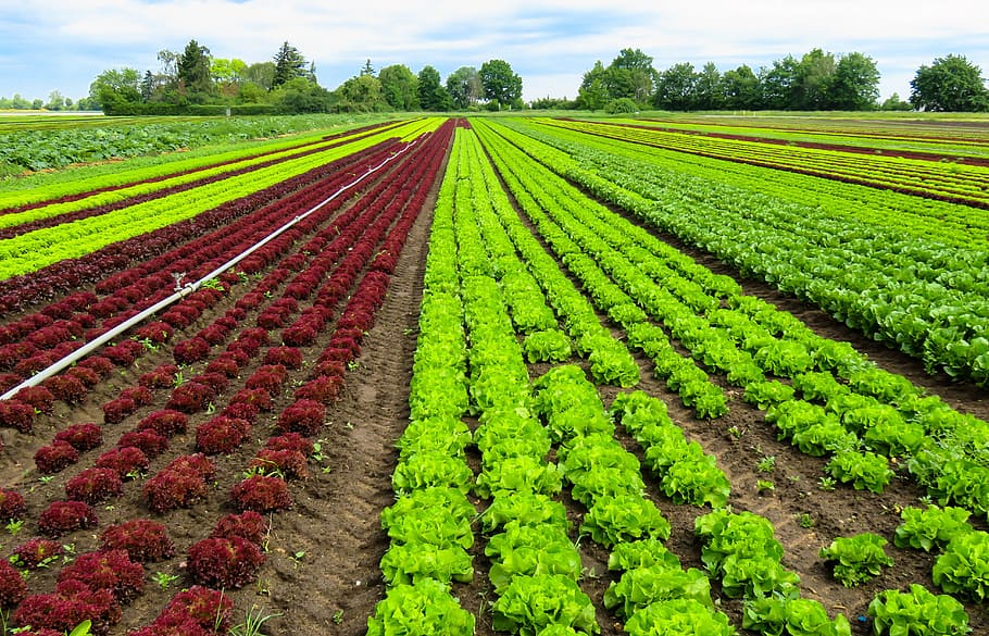 Landscape, Agriculture, Harvest, Salad, cultivation, vegetables, field, green, red, bauer