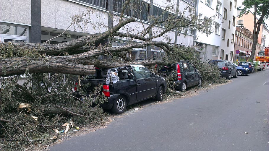 fallen tree, auto, forward, tornado, damage, insurance, road, attention, dangerous, transportation