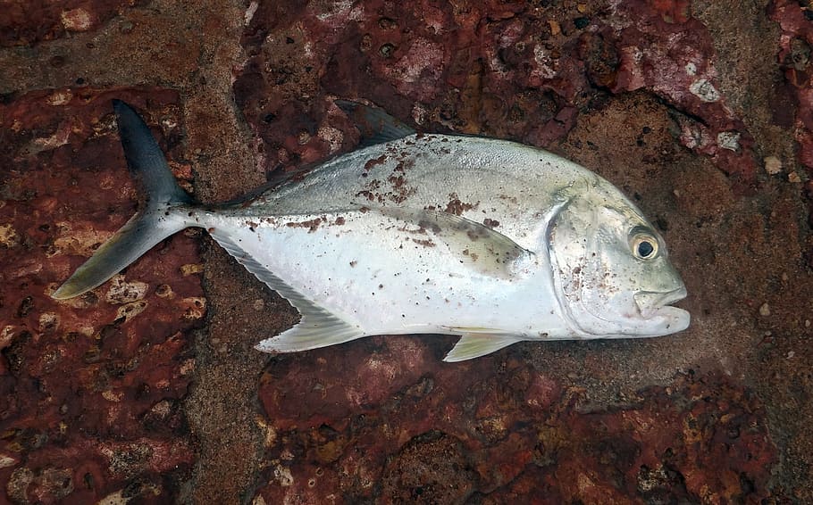 butterfish, freshly caught, hooked, goa, india, fish, animal, animal  themes, sea, animals in the wild | Pxfuel