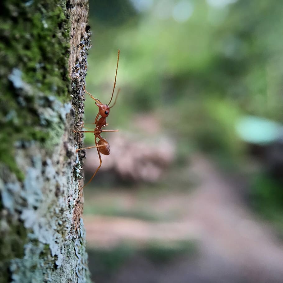ant, ants, animals, insects, red ant, nature, wasp, red tree, green, karaoke on the tree
