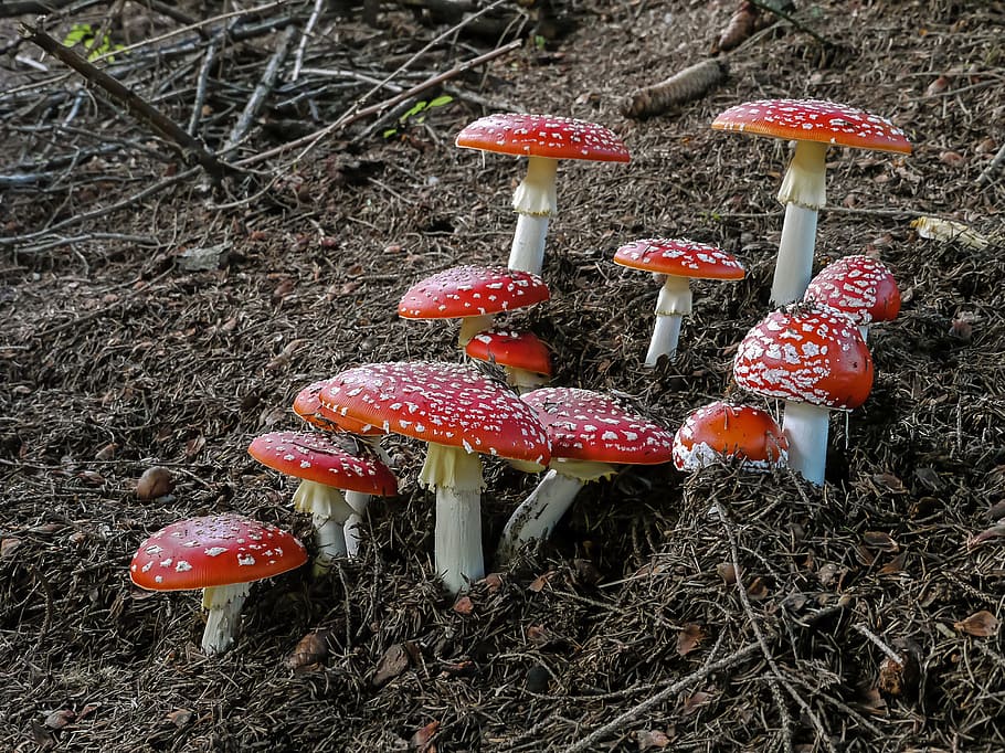red mushrooms, amanita, muscaria, amanita muscaria, mushrooms, amanitas, red, danger, toxic, poisonous