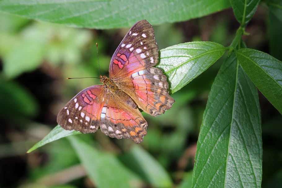 kupu-kupu, kumbang, serangga, alam, sayap, terbang, warna-warni, pink, taman, warna