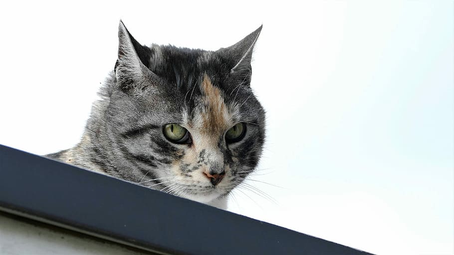 cat, cat portrait, domestic cat, colorful, hide nose, mieze, on the roof, pets, domestic, domestic animals