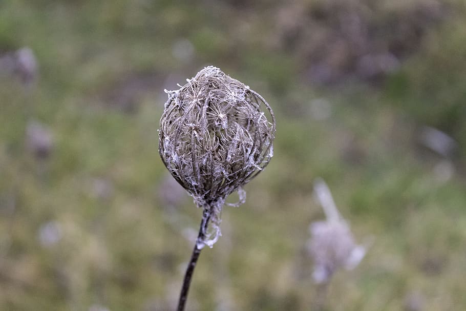 wildflower, dry, cold, frost, close, winter, frosty, ice, macro, wintery