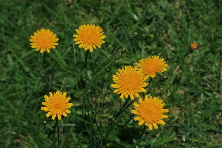 Flowers, Small, Round, Yellow, Dandelion, veld, flower, growth, fragility, flower head