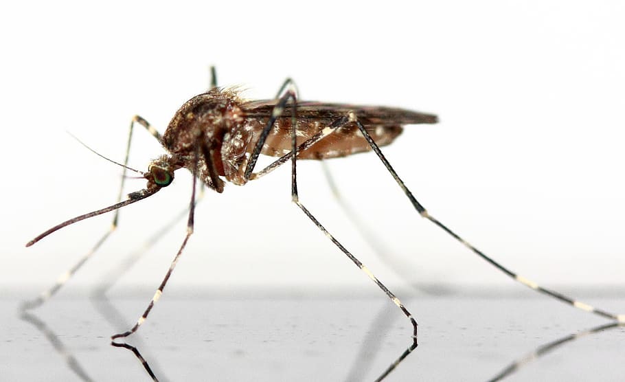 primer plano, fotografía, marrón, blanco, fondo, fotografía de primer plano, mosquito, insecto, schnake, mosca