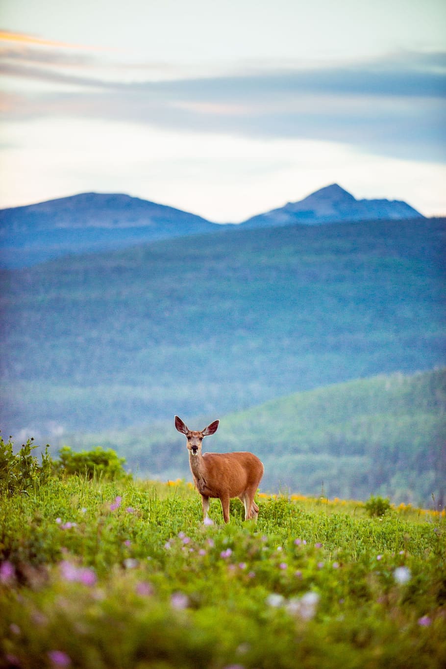 brown, deer, green, grass field, mountains, wildlife, doe, plant, beauty in nature, mountain
