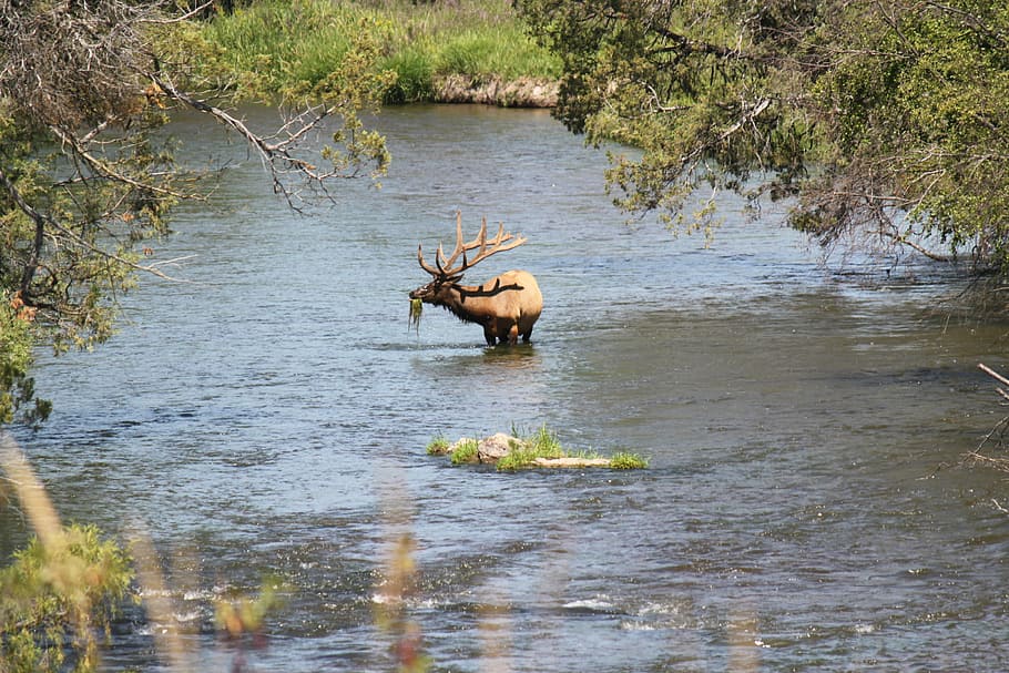 River, Elk, Wildlife, Park, Wild, Animal, wildlife, park, wild, animal, deer, mammal