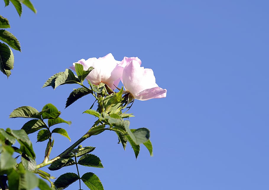 wild rose, flower, rose, bush, sprig, rose bush, flowering, nature, rose petals, pink