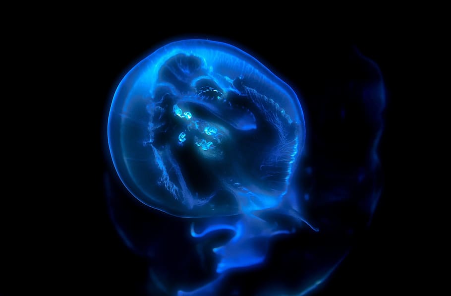 blue, black, smoke, abstract, art, jelly fish, florescent, water, life, technology