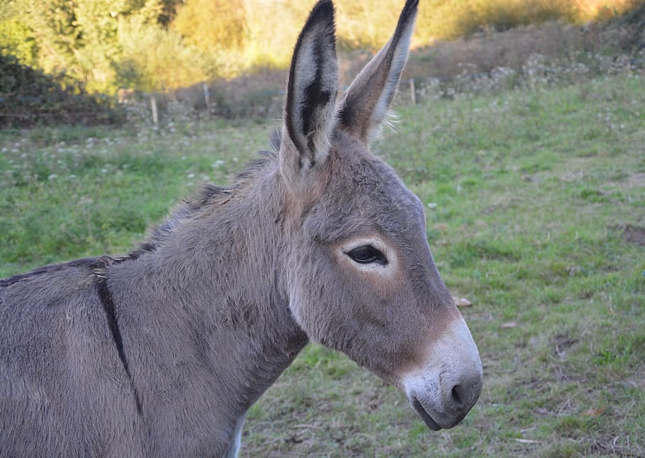 donkey, colt, young ass, domestic animal, equines, profile, hug, nature, affection, tenderness affection