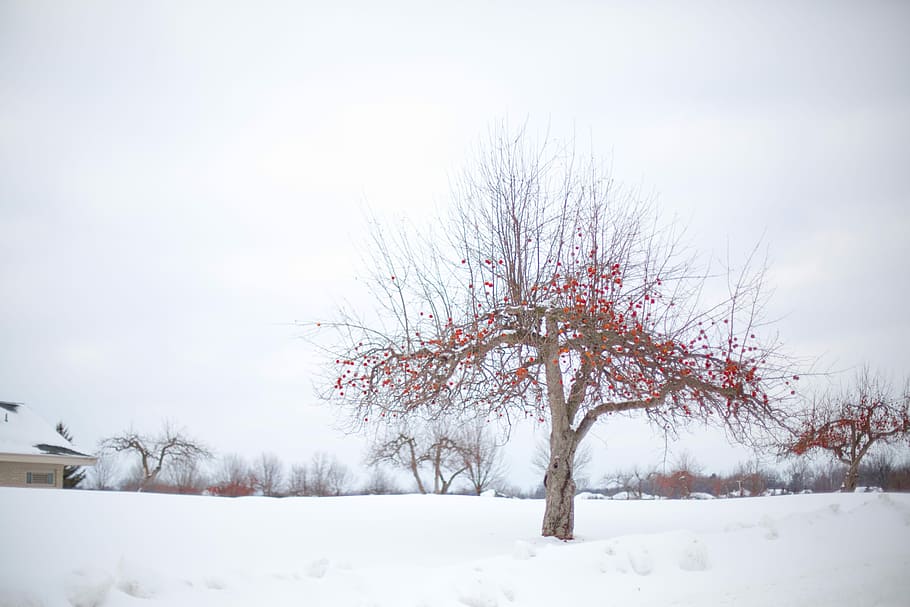 rojo, árbol frutal, blanco, nieve, cubierto, campo, fruta roja, manzano, manzano de invierno, invierno