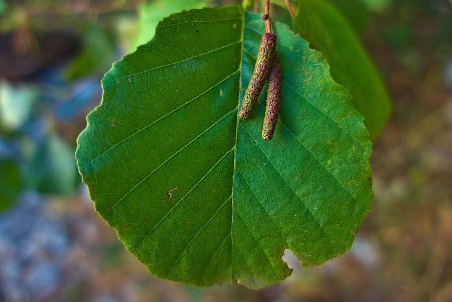 leaf, green, alder, kittens, nature, plant part, green color, focus on foreground, close-up, plant