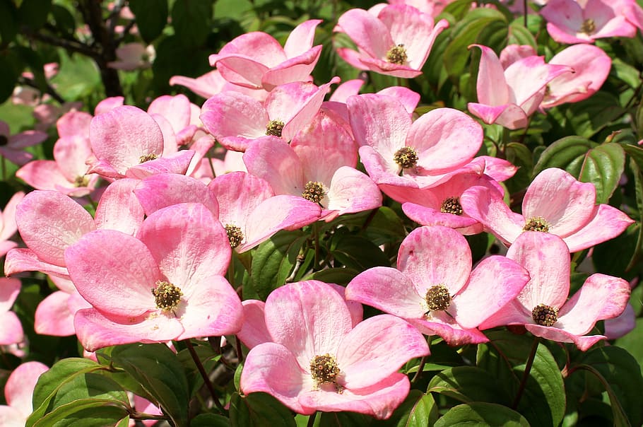 foto, pink, putih, mawar, dogwood, bunga, cornus, cornus kousa, dogwood greenhouse, cornaceae