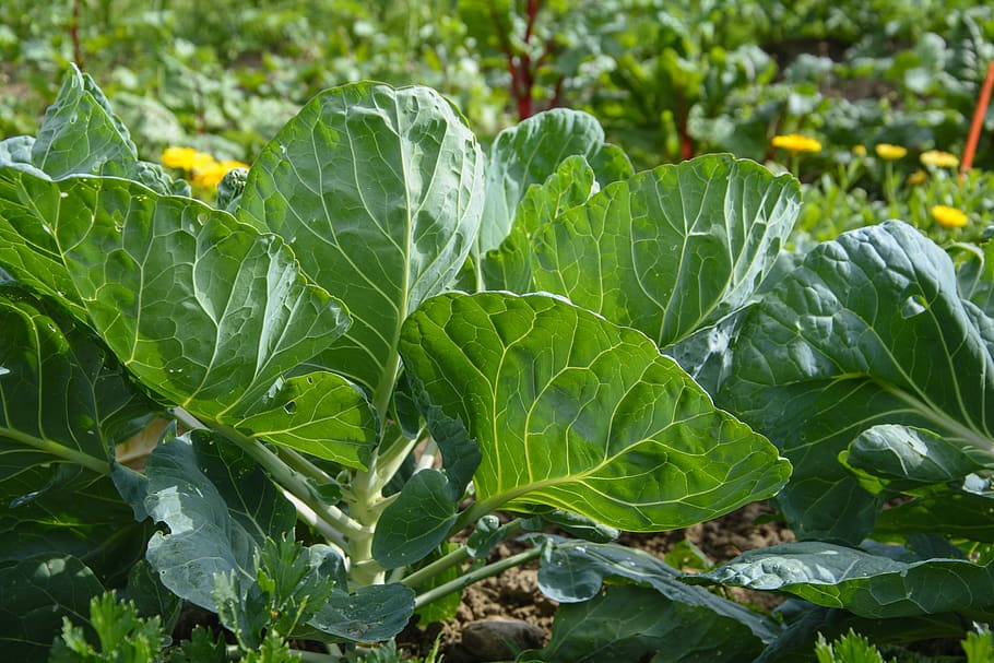 cultivation, vegetable garden, bio, cauliflower, vegetable growing, garden, vegetables, green, harvest, home garden
