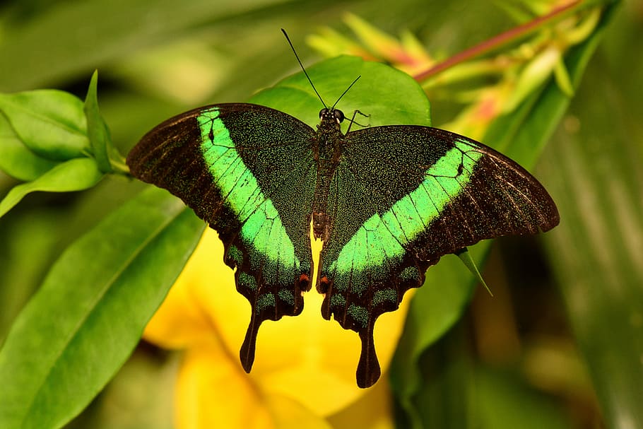 hitam, hijau, kupu-kupu, daun, zamrud swallowtail, serangga, merak, papilio, palinurus, lepidoptera
