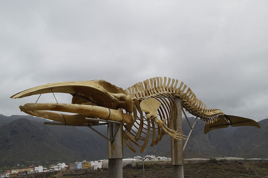Whale, Skeleton, Monument, whale skeleton, wal, tenerife, atlantic coast, huge, sculpture, statue