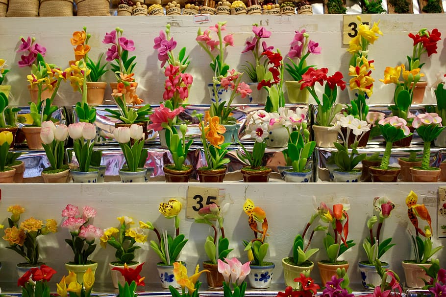 Orquídeas, Flor, Floración, Planta, naturaleza, orquídea silvestre, flora, orquídea, variación, estante