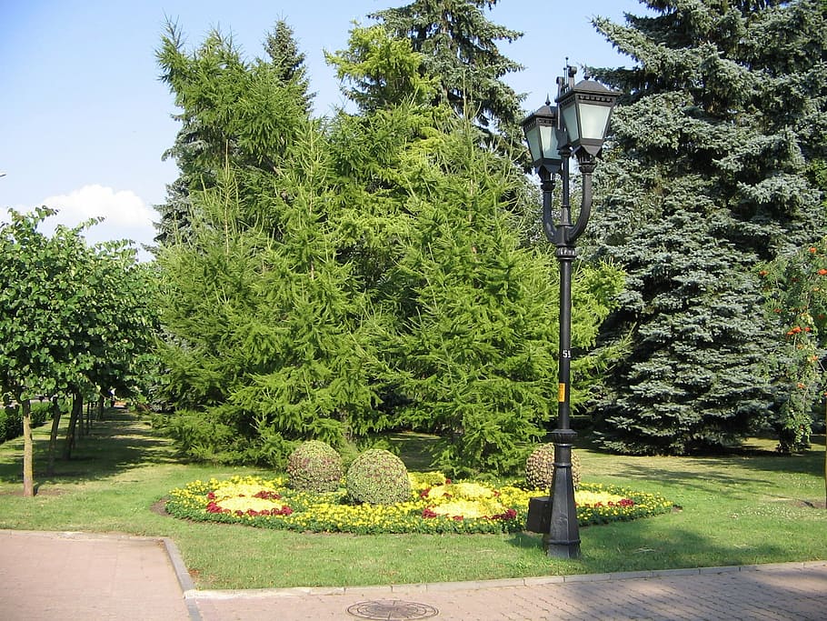 plaza central, stavropol, linterna, árbol, naturaleza, parque - Espacio creado por el hombre, jardín formal, al aire libre, planta, crecimiento