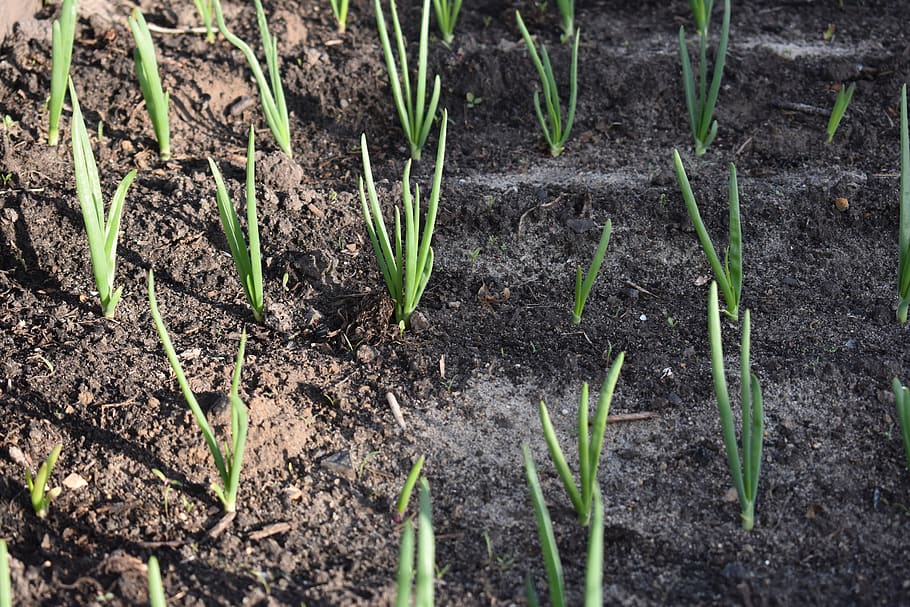 onion, landing, agriculture, economy, spring, sprouts, ridge, peasant, green, seedlings
