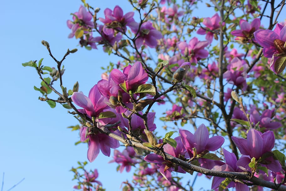 saucer magnolia, magnolia, tree, springtime, soulangeana, botany, petals, delicate, pink, pink Color