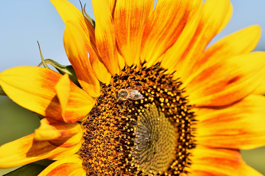 close-up photo, yellow-and-orange petaled flower, sun flower, flower, petals, bloom, blossom, flora, field, sunflower field