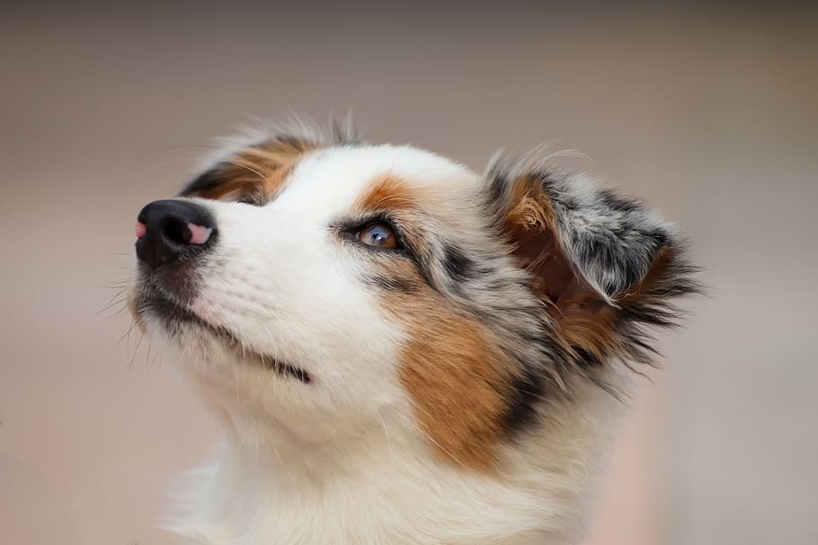 dog, puppy, australian shepherd, small, charming, animal portrait, sweet, portrait, cute, head