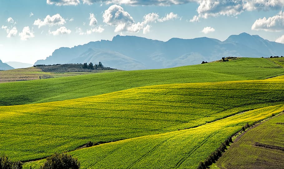 landscape photography, green, grass fields, canola fields, rolling hills, agriculture, farm, landscape, crop, summer