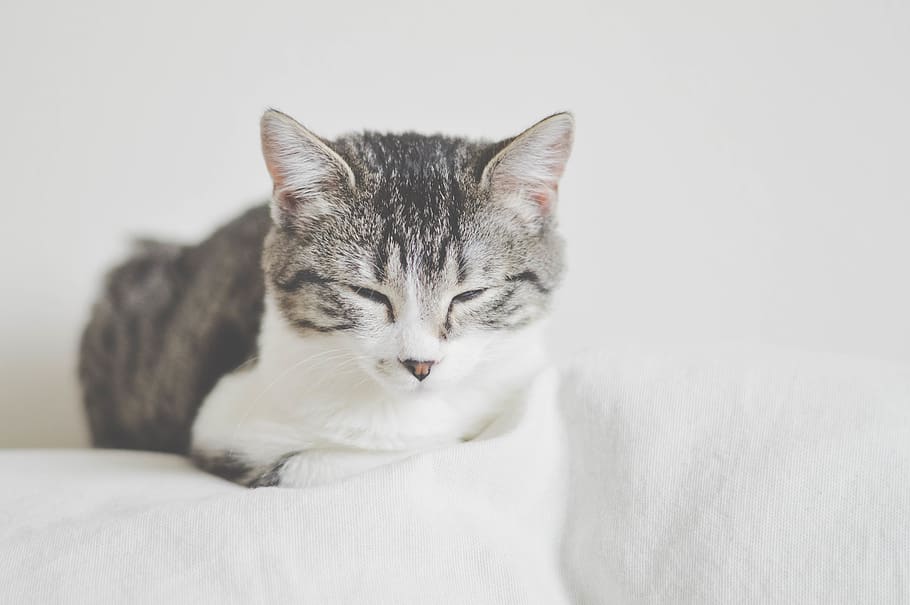 cat, kitten, animal, pet, white, couch, blur, domestic, domestic cat, pets