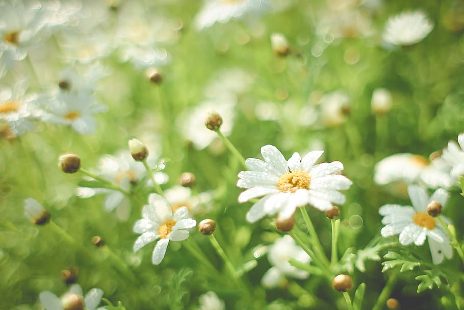 summer daisy field, summer, daisy, field, flowers, green, nature, flower, plant, green Color