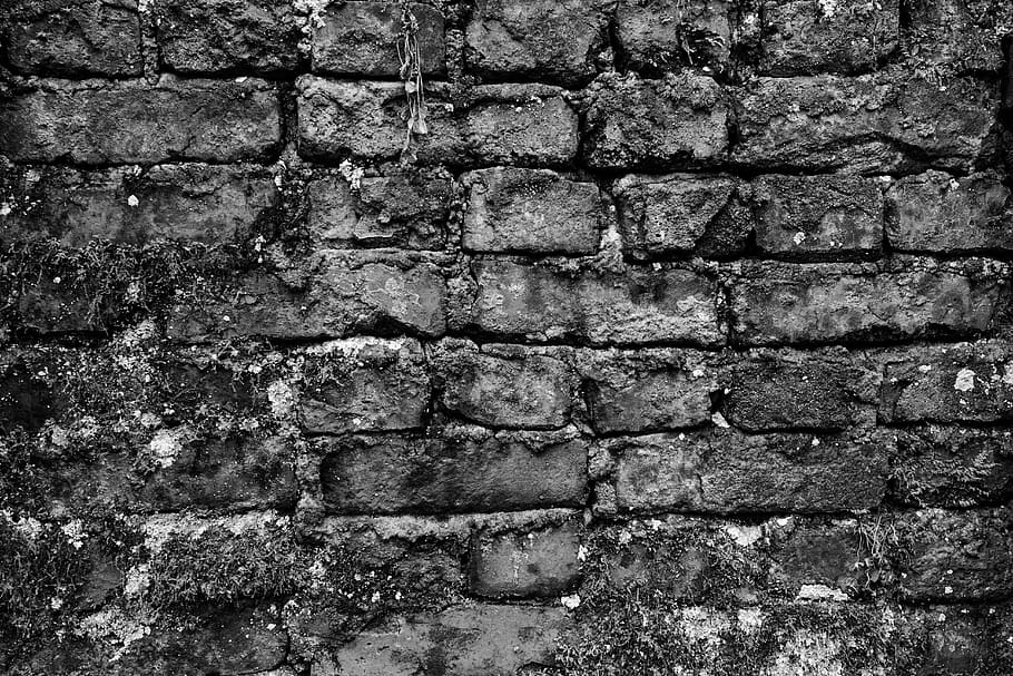 black white, wall, dark, brick, brick wall, old, moss, plant, overgrown, uhd