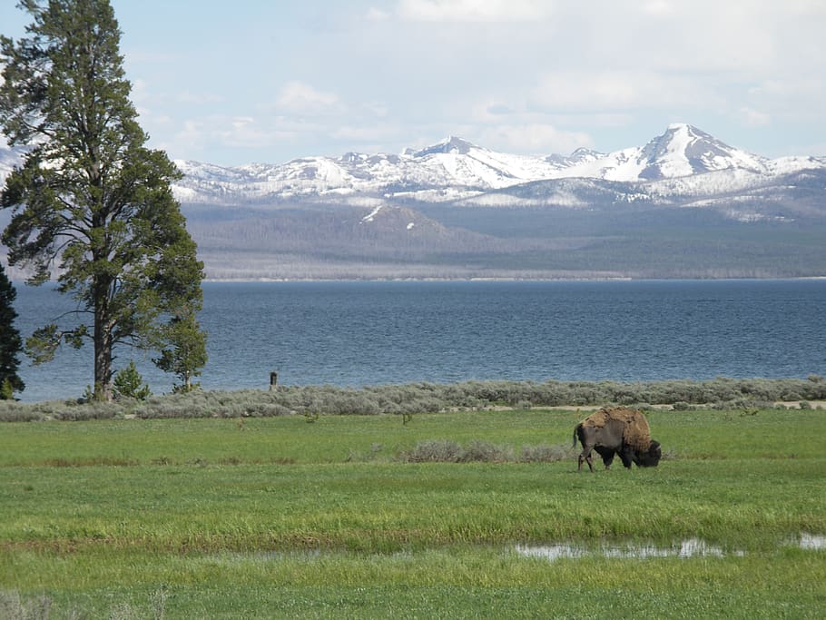 usa, national park, yellowstone, bison, lake, mountains, animal themes, mountain, animal, mammal