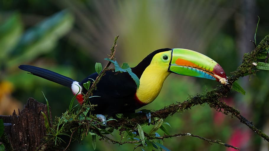 negro, amarillo, tucán, quilla, costa rica, pájaro, selva tropical, temas de animales, aves, animales